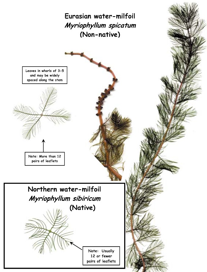 Eurasian Milfoil Factsheet preview.pdf