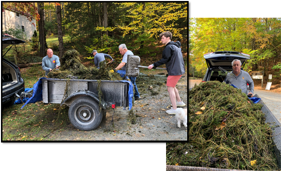 milfoil haul